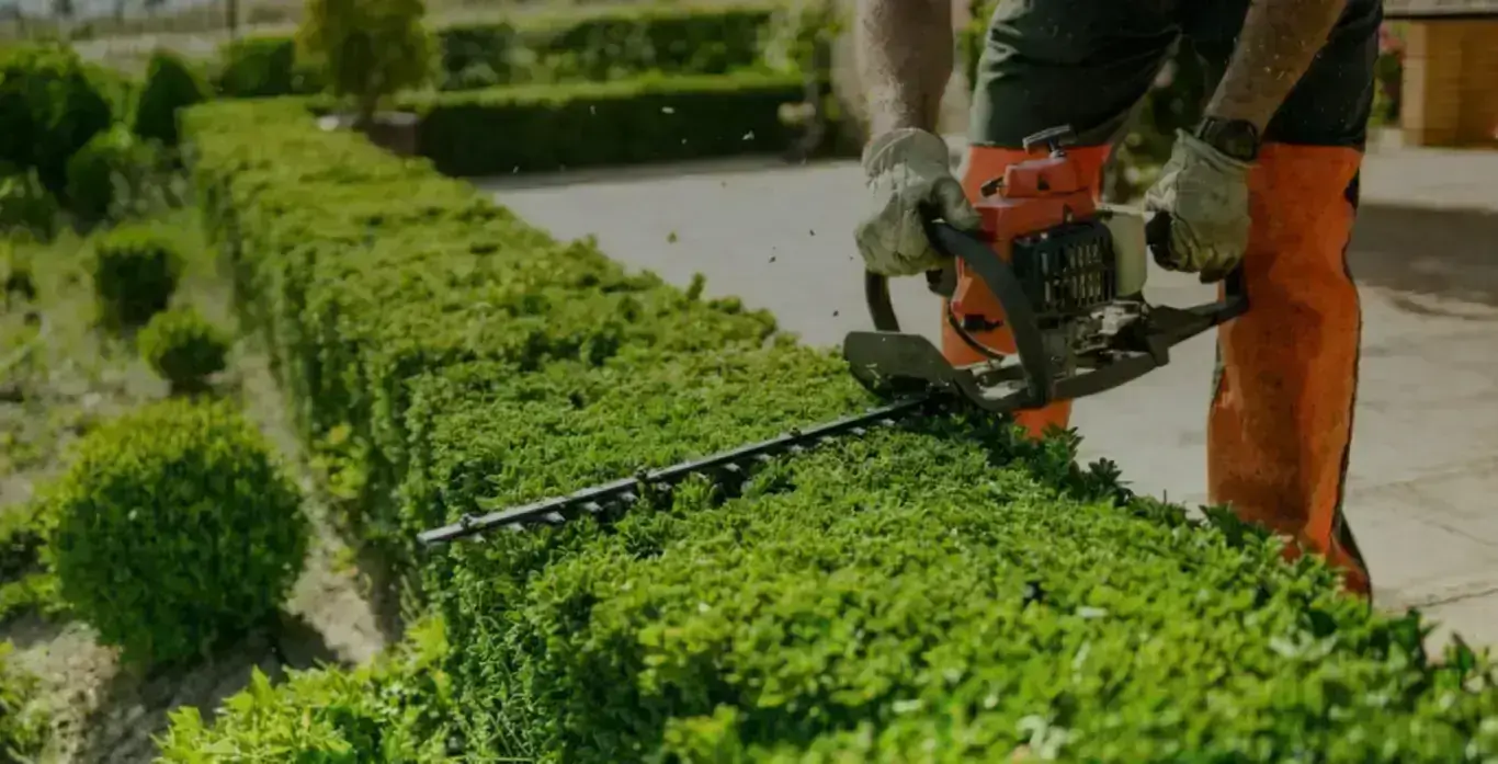 Professional hedge trimming and shaping service
