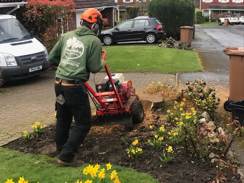 Stump Removal thumbnail 2
