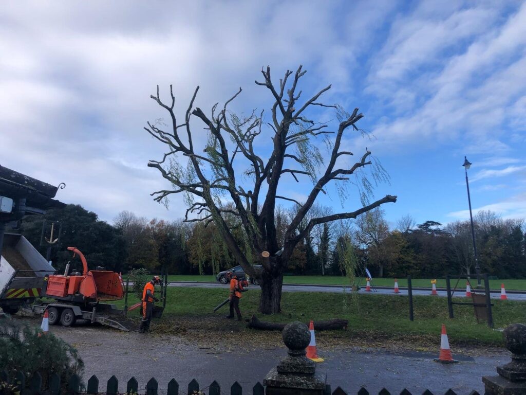 Tree Surgery service by Pro Logic