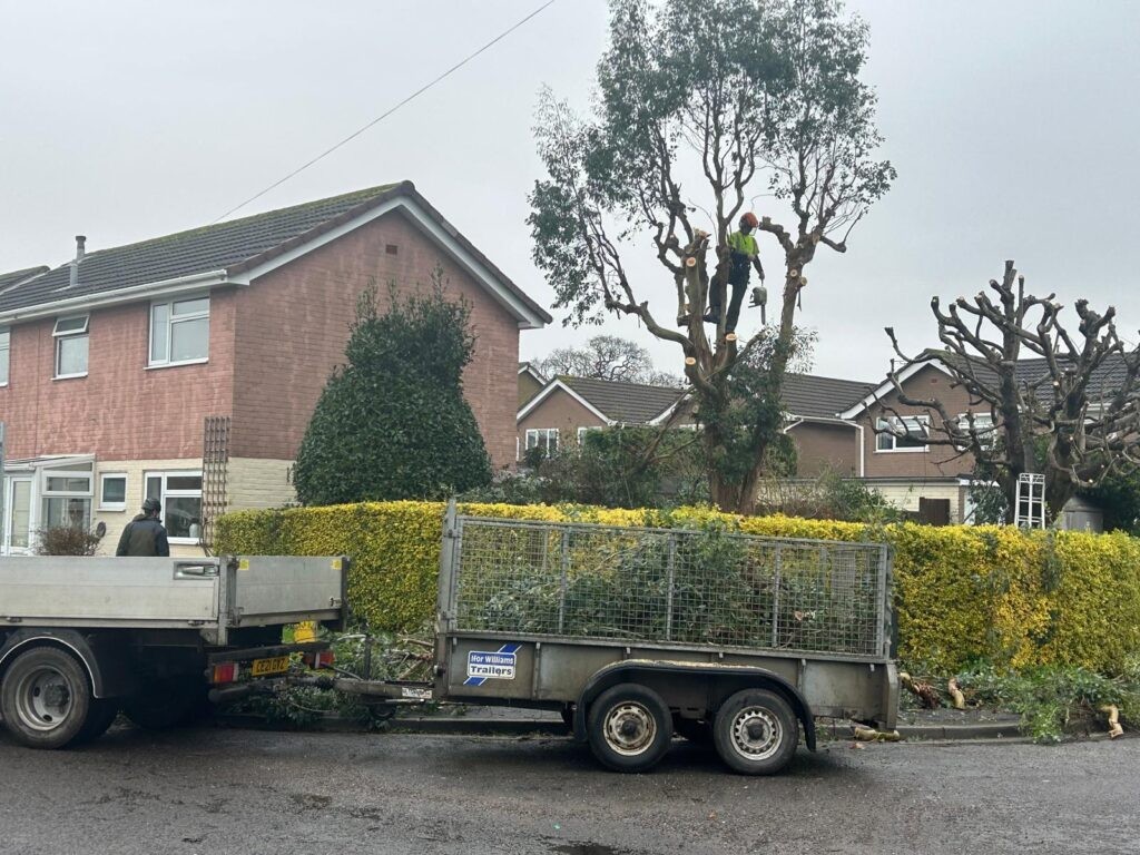 Tree Surgery thumbnail 2