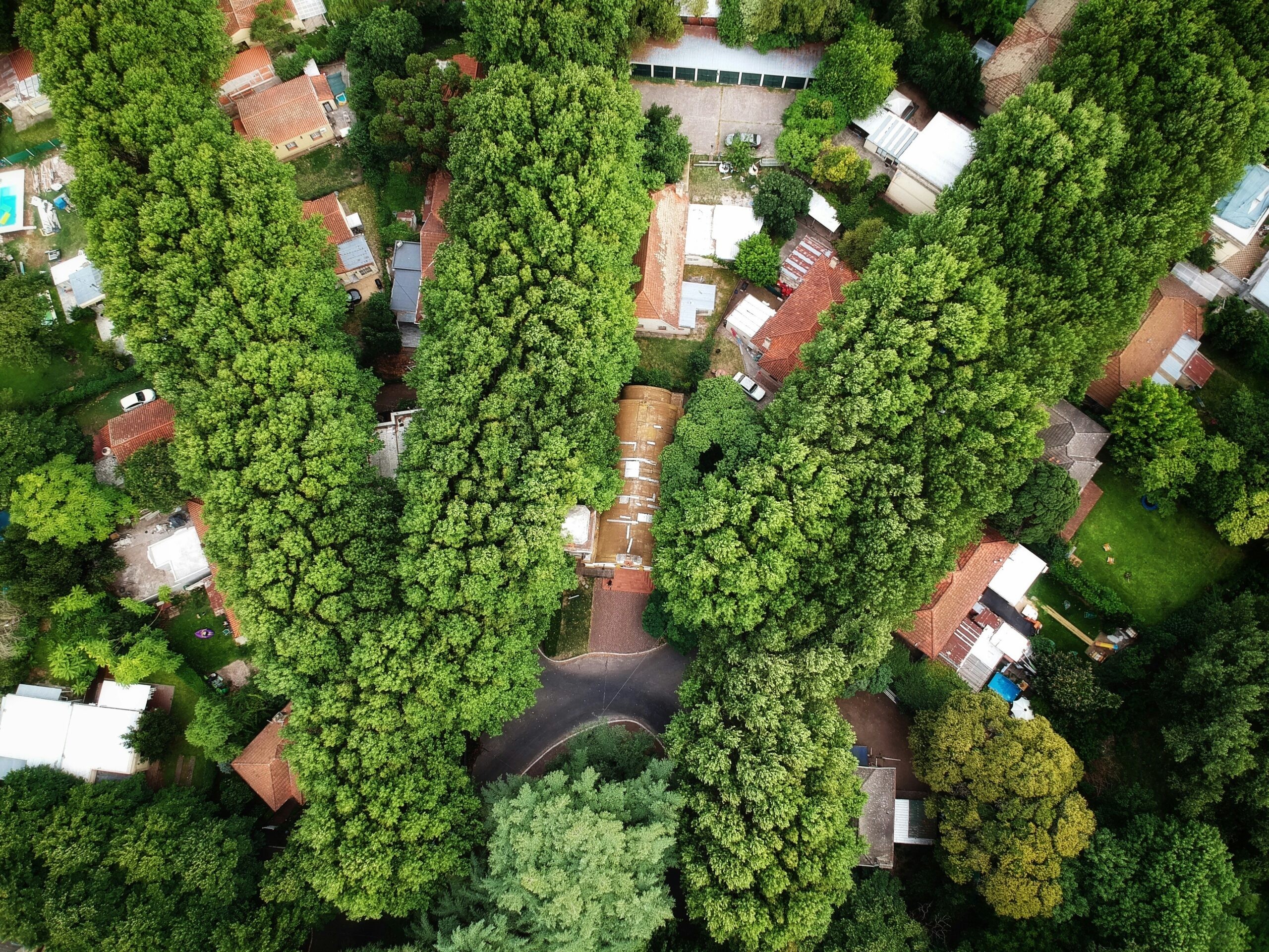 Tree Surgery thumbnail 3